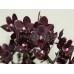 Орхидея 2 ветки (Peoker-Black-Bird)